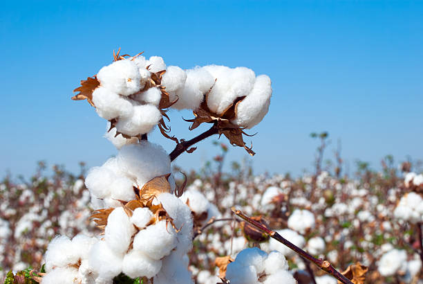 Cotton Image 1